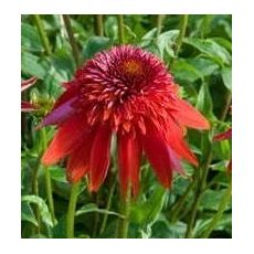 Echinacea × hybrida 'Eccentric' - echinacea 'Eccentric'