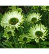 Echinacea × hybrida 'Green Jewel' - echinacea 'Green Jewel'