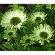 Echinacea × hybrida 'Green Jewel' - echinacea 'Green Jewel'