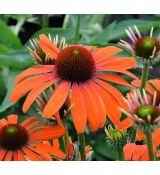 Echinacea × hybrida 'Julia' - echinacea 'Julia'