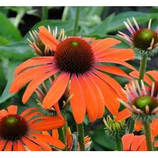 Echinacea × hybrida 'Julia' - echinacea 'Julia'