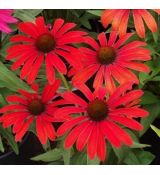 Echinacea × hybrida 'Tomato Soup' - echinacea 'Tomato Soup'