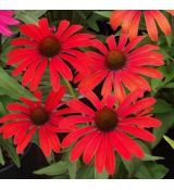 Echinacea × hybrida 'Tomato Soup' - echinacea 'Tomato Soup'