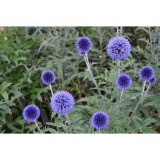 Echinops bannaticus 'Blue Glow' - ježibaba 'Blue Glow'