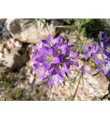 Edraianthus tenuifolius