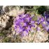 Edraianthus tenuifolius