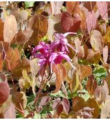 Epimedium grandiflorum 'Rose Queen' - krpčiarka veľkokvetá 'Rose Queen'