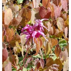 Epimedium grandiflorum 'Rose Queen' - krpčiarka veľkokvetá 'Rose Queen'