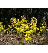 Epimedium × peralchicum 'Frohnleiten' - krpčiarka 'Frohnleiten'