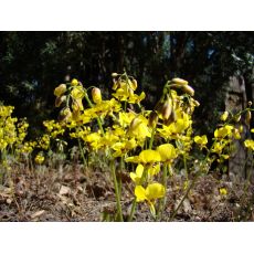 Epimedium × peralchicum 'Frohnleiten' - krpčiarka 'Frohnleiten'