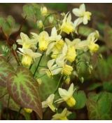 Epimedium × versicolor 'Sulphureum' - krpčiarka 'Sulphureum'