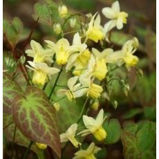 Epimedium × versicolor 'Sulphureum' - krpčiarka 'Sulphureum'