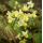 Epimedium × versicolor 'Sulphureum' - krpčiarka 'Sulphureum'