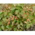 Epimedium × warleyense 'Orangekönigin' - krpčiarka 'Orangekönigin'