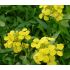 Erysimum pulchellum - horčičník
