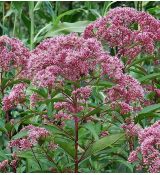 Eupatorium 'Baby Joe' - konopáč 'Baby Joe'