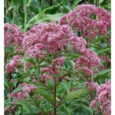 Eupatorium 'Baby Joe' - konopáč 'Baby Joe'