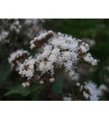 Eupatorium rugosum 'Chocolate' - konopáč 'Chocolate'