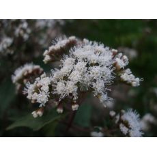 Eupatorium rugosum 'Chocolate' - konopáč 'Chocolate'
