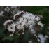 Eupatorium rugosum 'Chocolate' - konopáč 'Chocolate'
