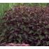 Eupatorium rugosum 'Chocolate' - konopáč 'Chocolate'