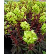 Euphorbia amygdaloides 'Purpurea' - mliečnik mandľovitý 'Purpurea'