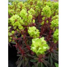 Euphorbia amygdaloides 'Purpurea' - mliečnik mandľovitý 'Purpurea'