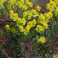 Euphorbia cyparissias 'Clarice Howard' - mliečnik chvojkový 'Clarice Howard'