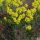 Euphorbia cyparissias 'Clarice Howard' - mliečnik chvojkový 'Clarice Howard'
