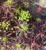 Euphorbia cyparissias 'Fens Ruby' - mliečnik chvojkový 'Fens Ruby'