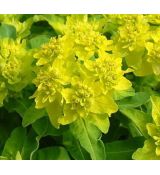 Euphorbia polychroma - mliečnik mnohofarebný