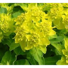 Euphorbia polychroma - mliečnik mnohofarebný