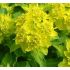 Euphorbia polychroma - mliečnik mnohofarebný
