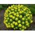 Euphorbia polychroma - mliečnik mnohofarebný