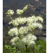 Filipendula ulmaria - túžobník brestový