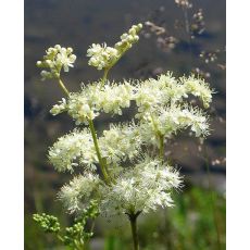 Filipendula ulmaria - túžobník brestový
