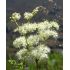 Filipendula ulmaria - túžobník brestový