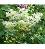 Filipendula ulmaria 'Variegata' - túžobník brestový 'Variegata'