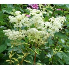 Filipendula ulmaria 'Variegata' - túžobník brestový 'Variegata'