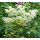 Filipendula ulmaria 'Variegata' - túžobník brestový 'Variegata'