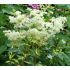 Filipendula ulmaria 'Variegata' - túžobník brestový 'Variegata'