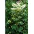 Filipendula ulmaria 'Variegata' - túžobník brestový 'Variegata'