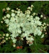 Filipendula vulgaris 'Flore Pleno' - túžobník obyčajný 'Flore Pleno'