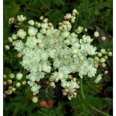Filipendula vulgaris 'Flore Pleno' - túžobník obyčajný 'Flore Pleno'