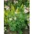 Filipendula ulmaria - túžobník brestový