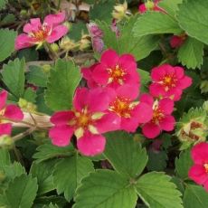 Fragaria vesca 'Rubra' - jahoda obyčajná 'Rubra'