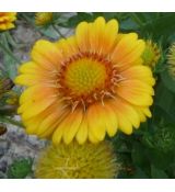 Gaillardia aristata 'Arizona African Sunset' - kokarda ostitá 'Arizona African Sunset'