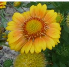 Gaillardia aristata 'Arizona African Sunset' - kokarda ostitá 'Arizona African Sunset'
