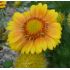 Gaillardia aristata 'Arizona African Sunset' - kokarda ostitá 'Arizona African Sunset'