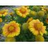 Gaillardia aristata 'Arizona African Sunset' - kokarda ostitá 'Arizona African Sunset'